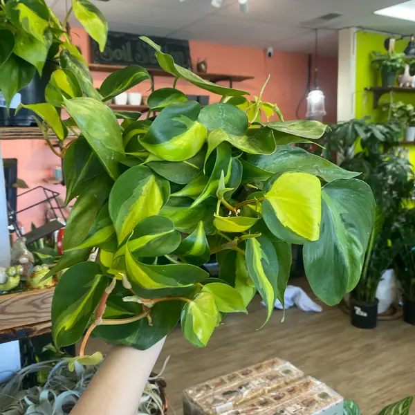 6" Philodendron 'Brazil'