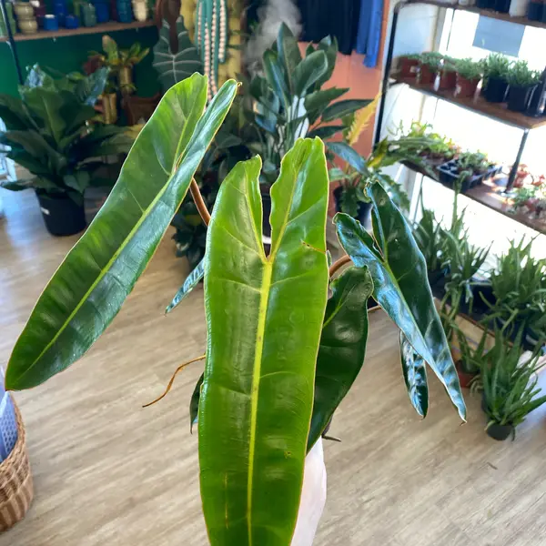 6" Philodendron 'Billietiae'