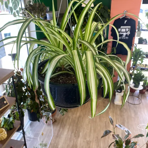 8" Hanging Basket Spider Plant