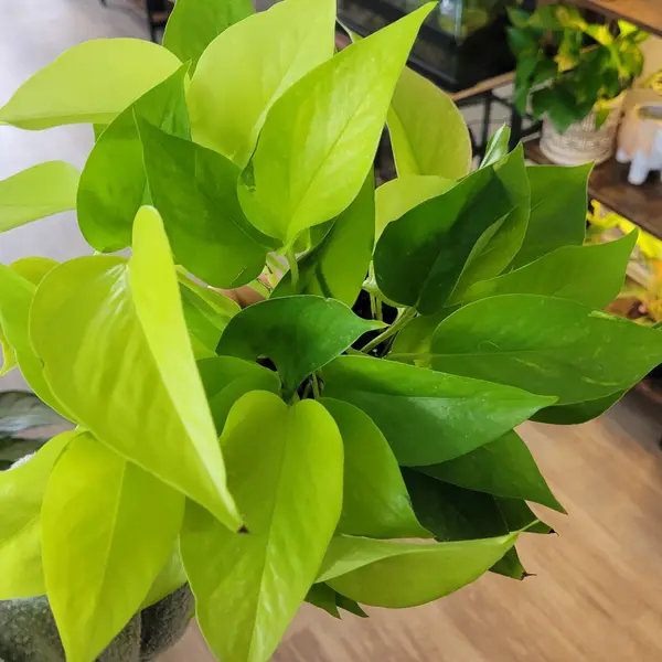 4" Neon Pothos