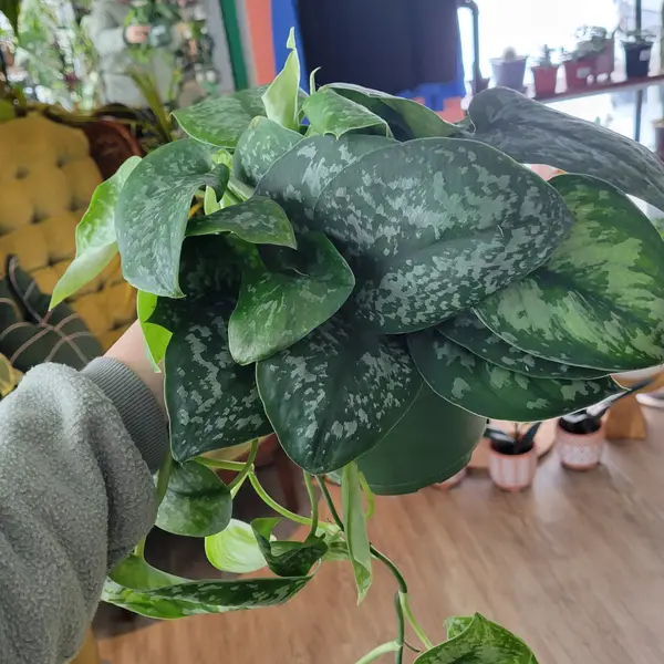 6" Scindapsus Sp.