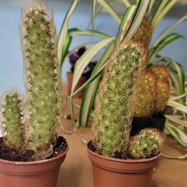 2" Cactus