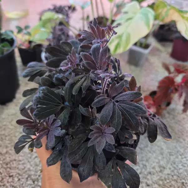 4" Solanum uleanum