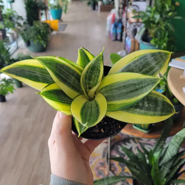 4" Sansevieria "Hahnii Golden"