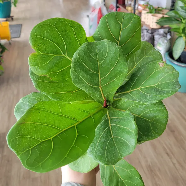 6" Fiddle Leaf Fig
