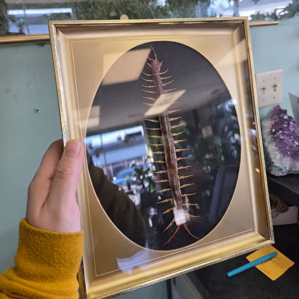 Millipede Frame