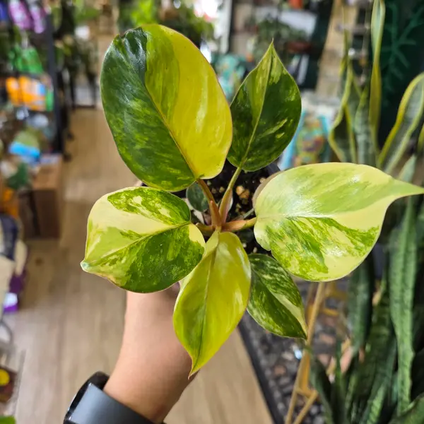 4" Yellow Congo Philodendron