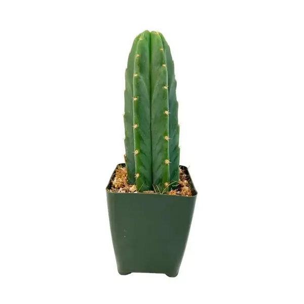 San Pedro Cactus | 3.5 inch | Trichocereus pachanoi: 3.5 inch