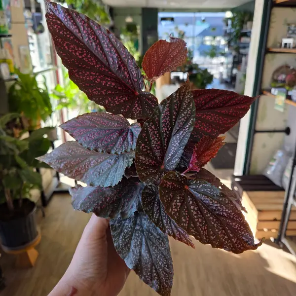 4" Begonia 'Benigo Pink'