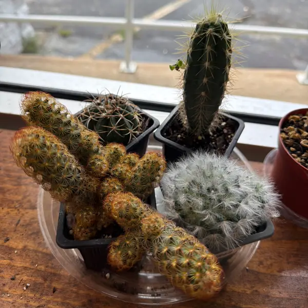 3' Cactus Assortment