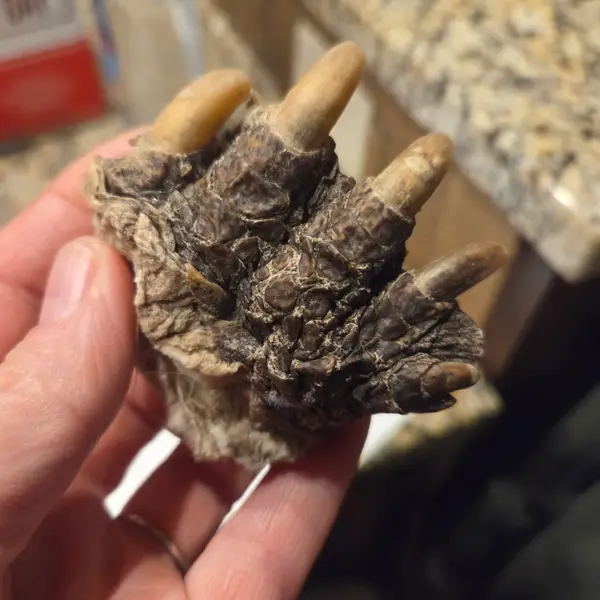 Petrified Snapping Turtle Feet