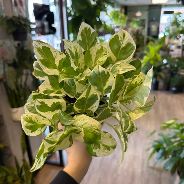 4" Pearls N Jade Pothos
