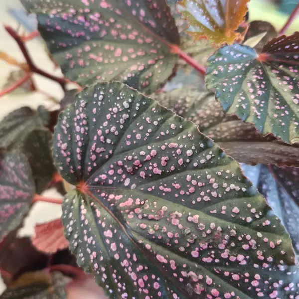 6" Begonia Beningo