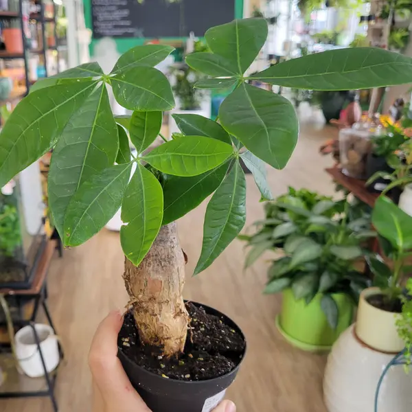 4" Pachira Aquatica "Money Tree"