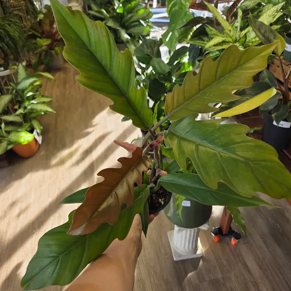 4" Chocolate Empress Philodendron