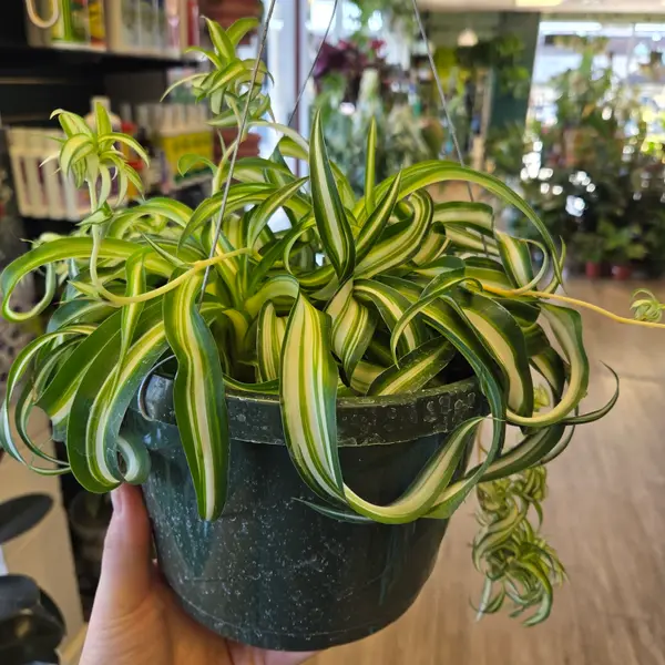 8" Curly Spider Plant Baskets