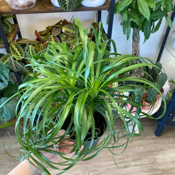 6" Ponytail Palm