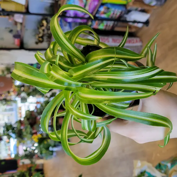 4" Curly Spider Plant