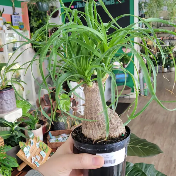 4" Ponytail Palm