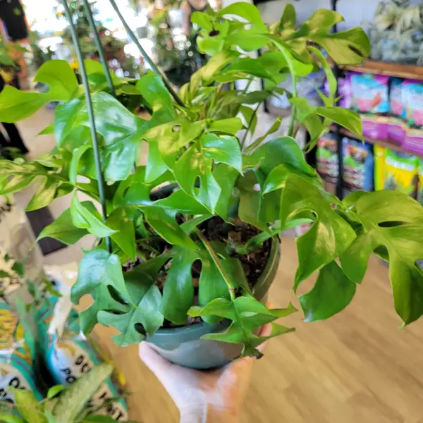 8" Hb Rhaphidophora Tetrasperma
