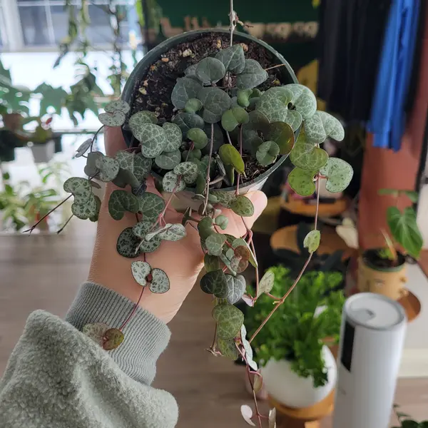 4" String Of Hearts