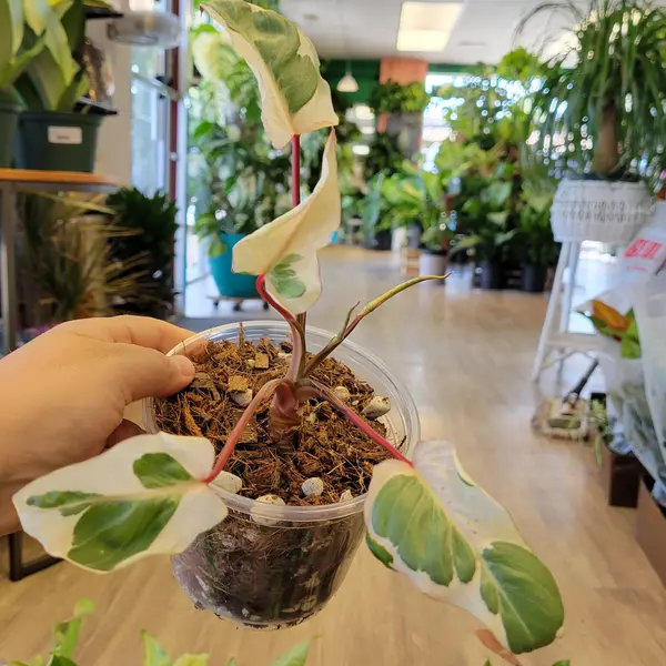 Homalomena Rubescens Mutation