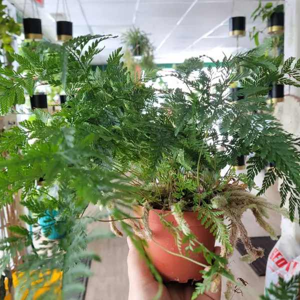 4" Rabbits Foot Fern