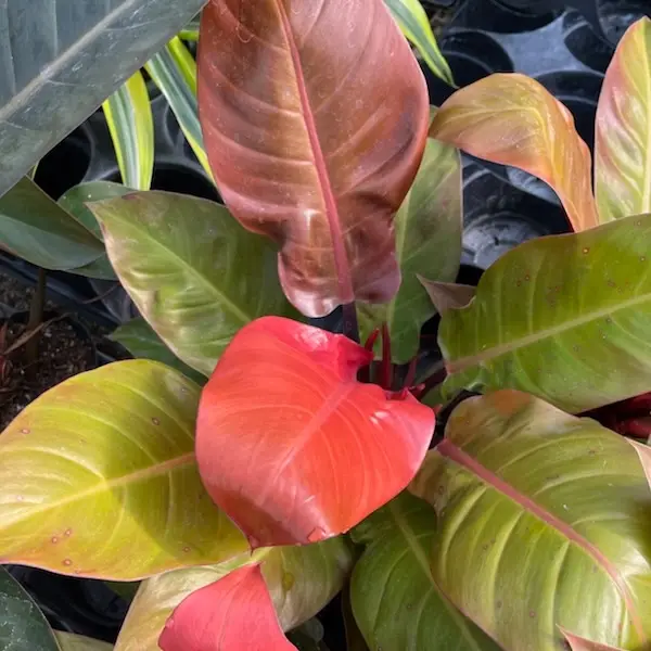 6" Philodendron 'Prince Of Orange'