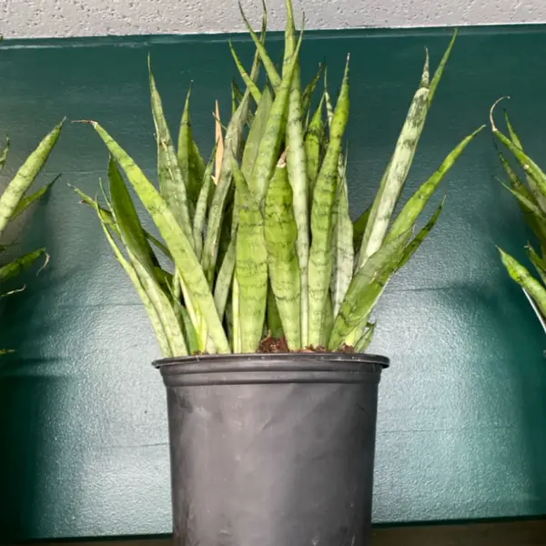 8" Sansevieria Silver Streak