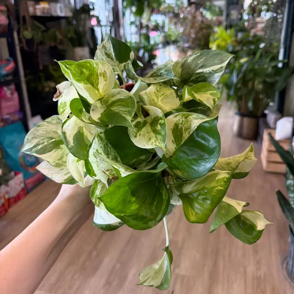 6" Manjula Pothos