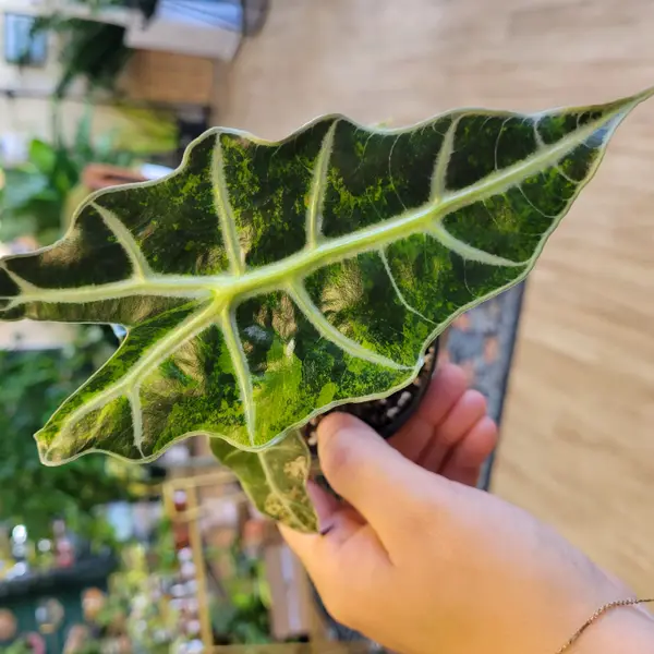 4" Alocasia Polly Variegata