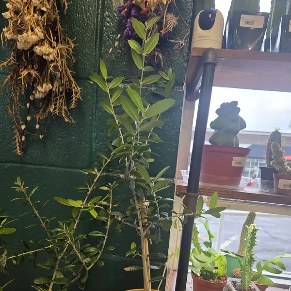 6" Olive Tree
