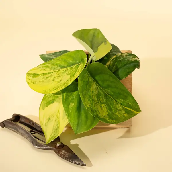 4" Variegated Scindapsus 'Jade Satin'