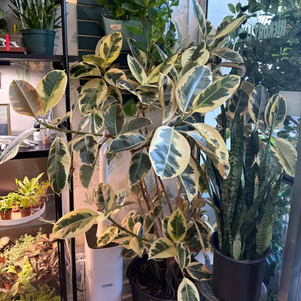 14" Ficus Rubber Tree