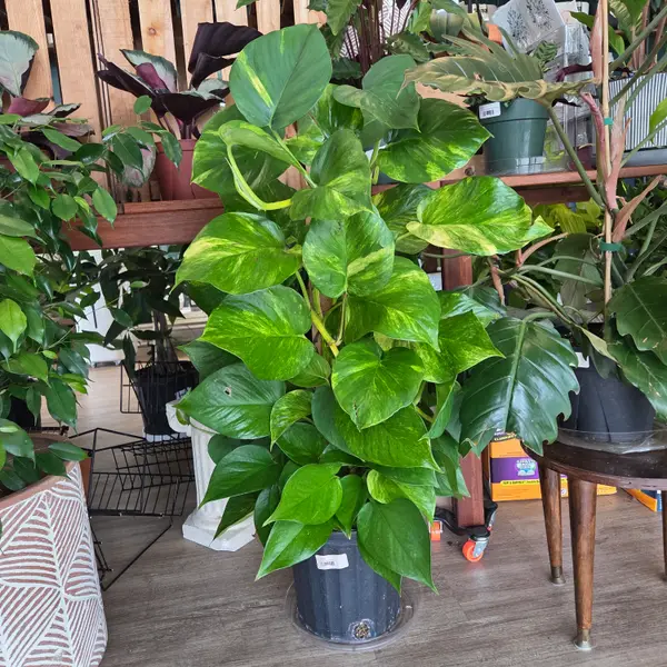 8" Sun Queen Hanging Basket