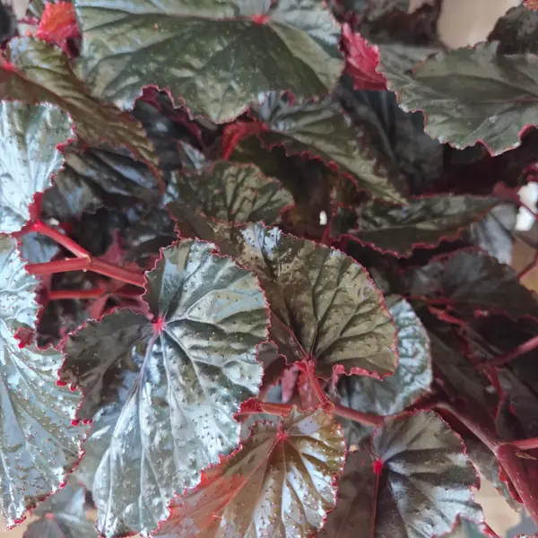 4" Begonia Black Magic