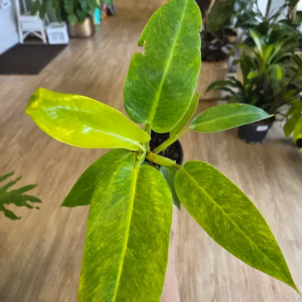 4" Philodendron Calkin's Gold