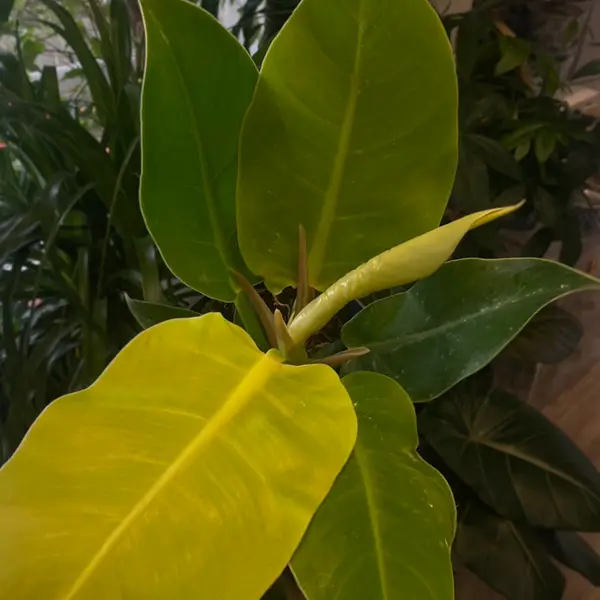 6" Philodendron 'Moonlight'