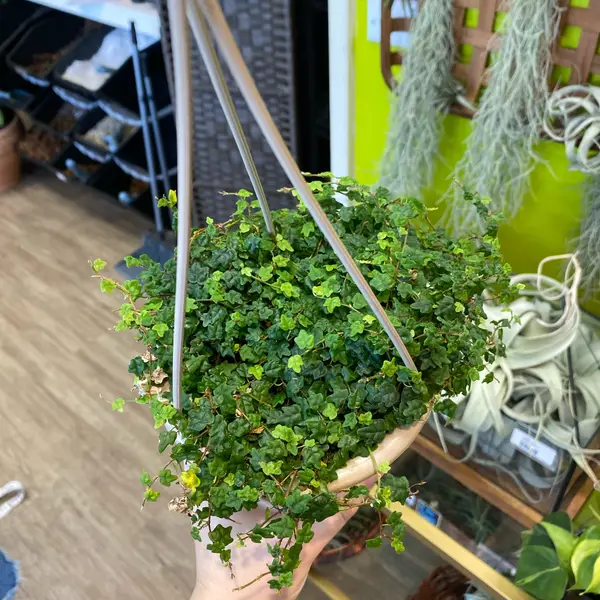 4" Hanging Basket String Of Frogs