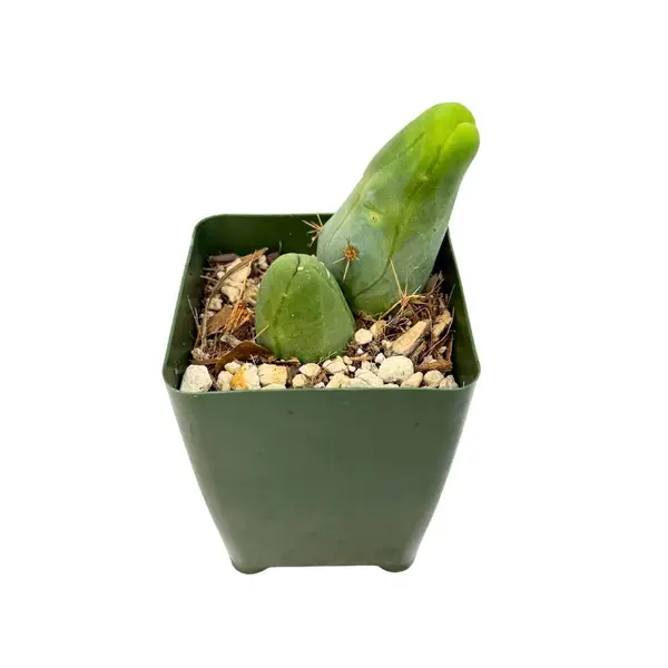 Penis Cactus | 3.5 inch | Trichocereus bridgesii monstrose: 3.25 inch 2 Nodes