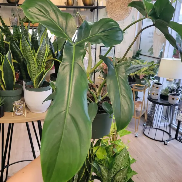 6" Philodendron 69686