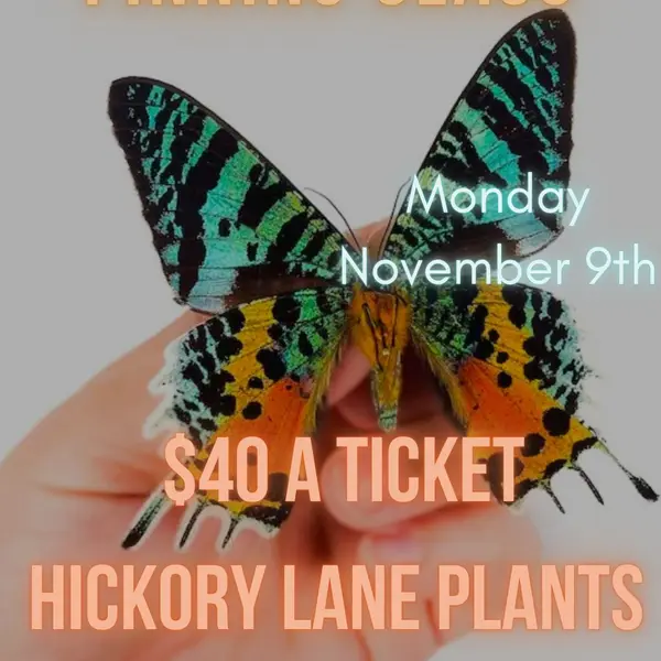 Madagascar Moth Pinning Class Nov. 9th