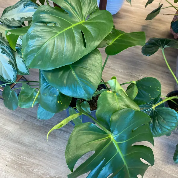 8" Monstera 'Deliciosa'