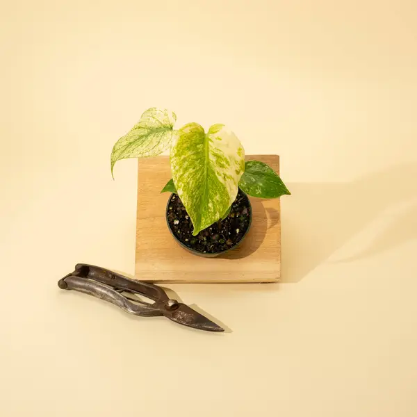 3.5" Monstera 'Mint'