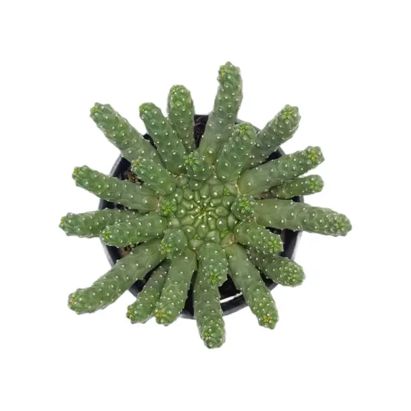 Medusa Head Euphorbia | 3.5 inch | Euphorbia inermis: 3.5 inch