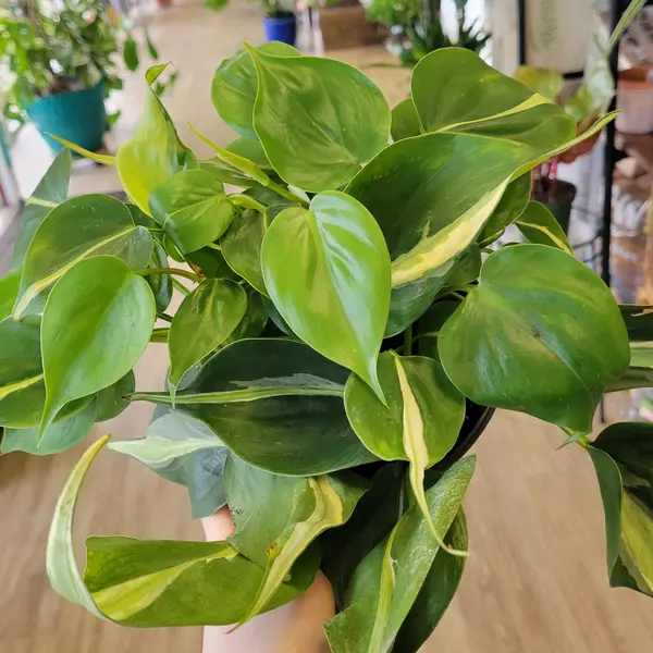 6" Silver Stripe Philodendron