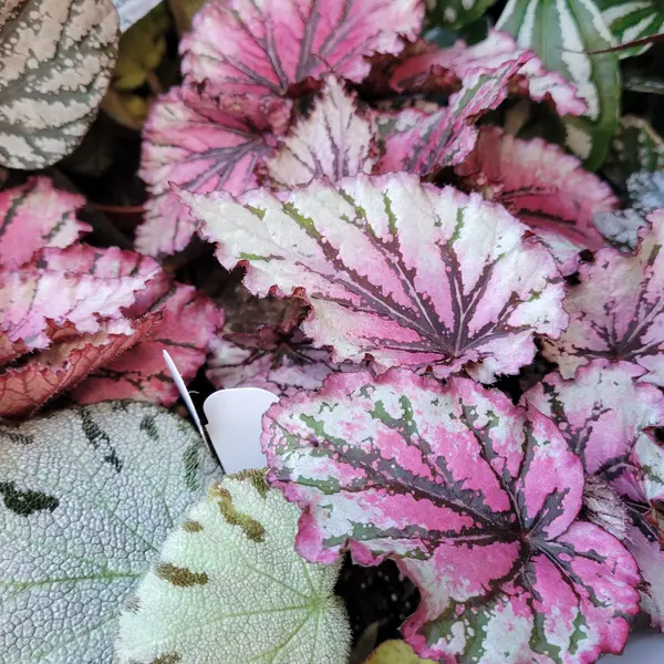 4" Begonia Rex