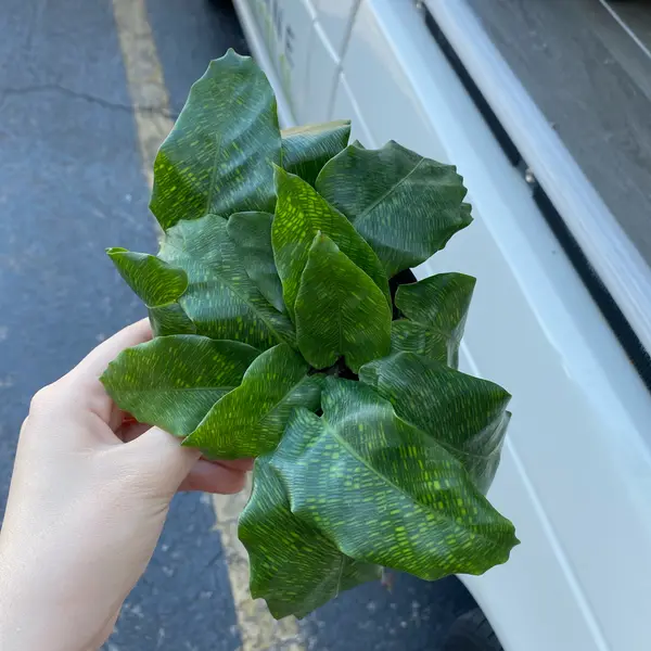 4" Calathea 'Musaica'