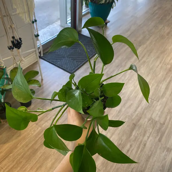 4" Pothos 'Jade'