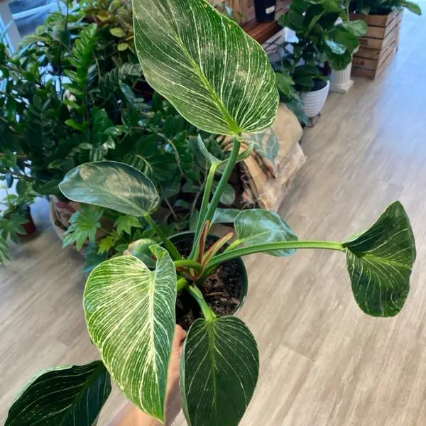 6" Philodendron 'Birkin'
